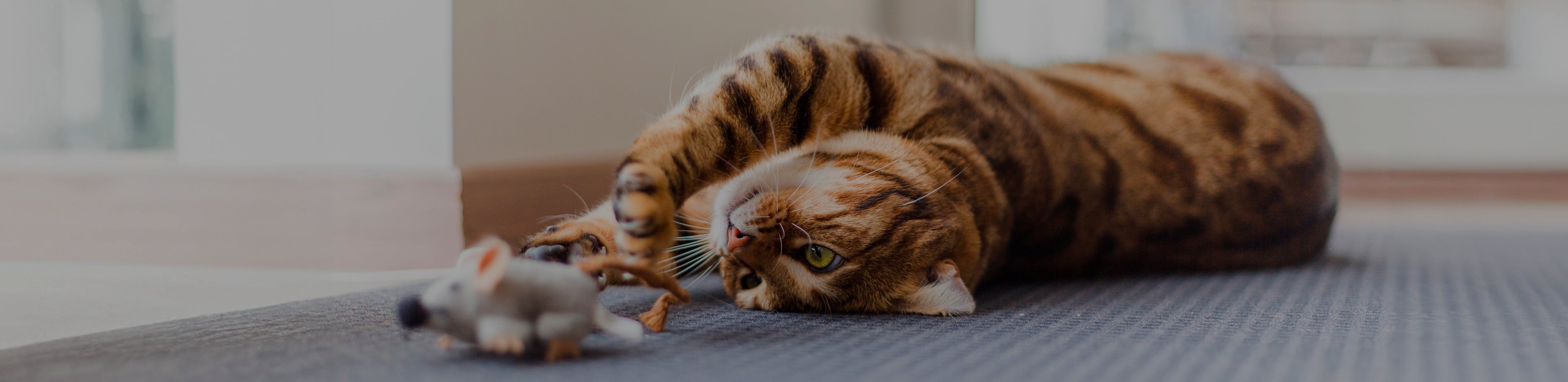 CATS PLAYING