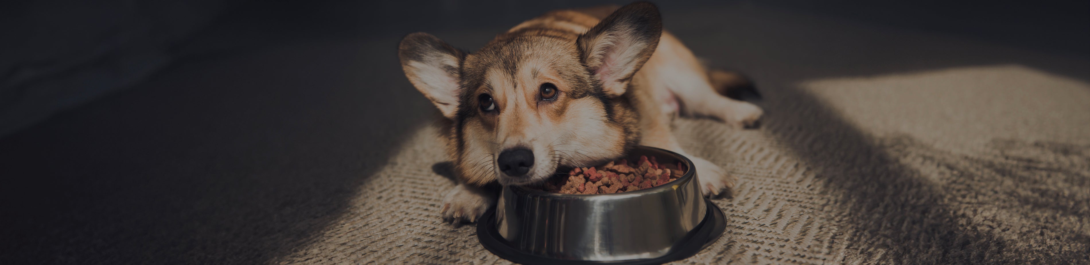 DOG FEEDERS