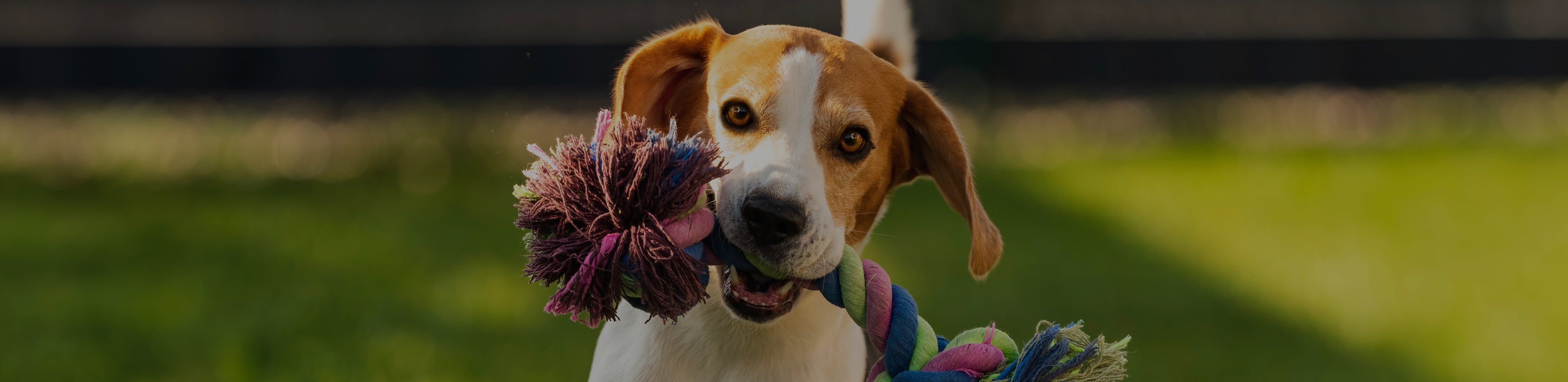 DOGS PLAYING