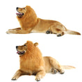 Load image into Gallery viewer, Lion Wig Costume
