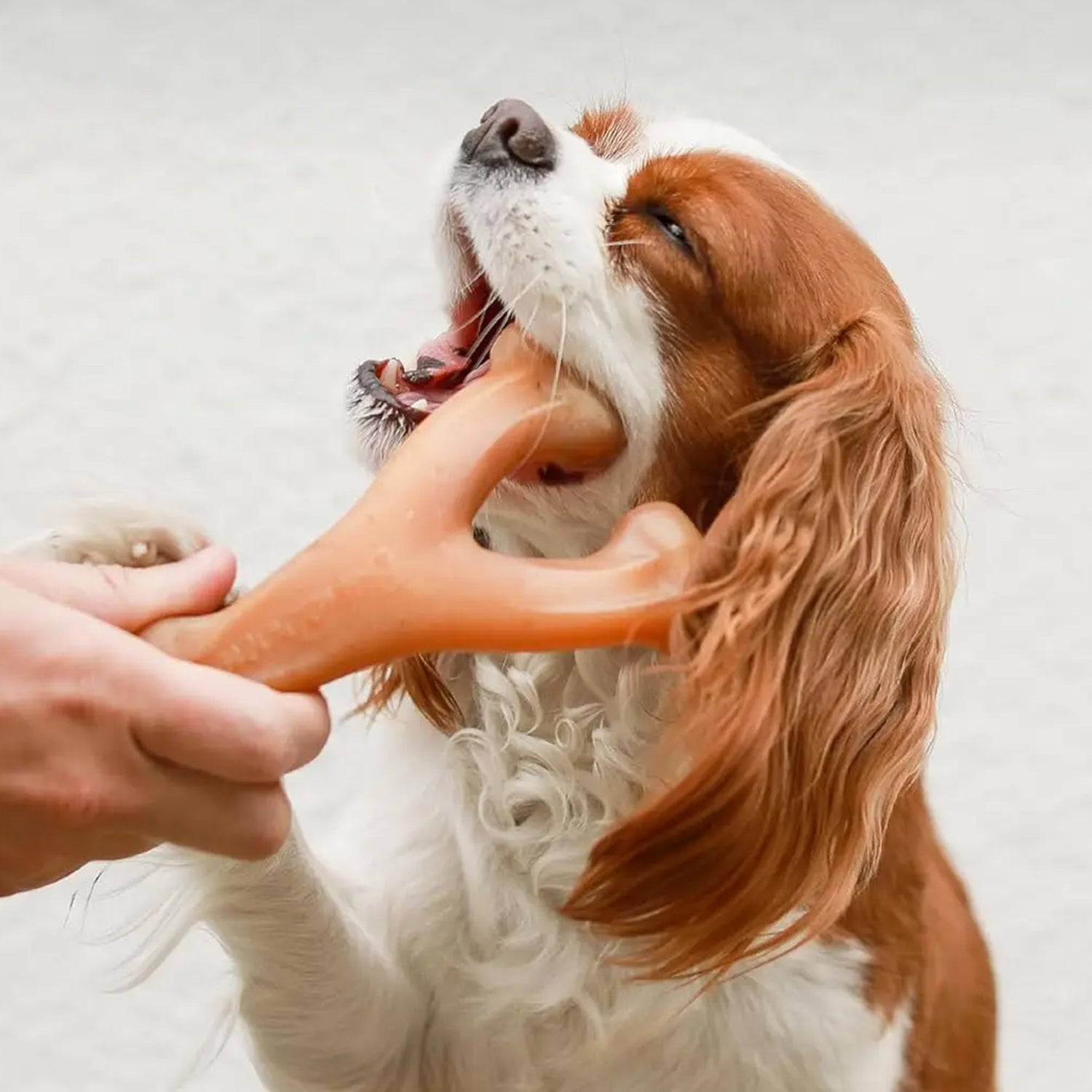 Tough Chew Toy with Authentic Bacon Taste for Heavy Chewers